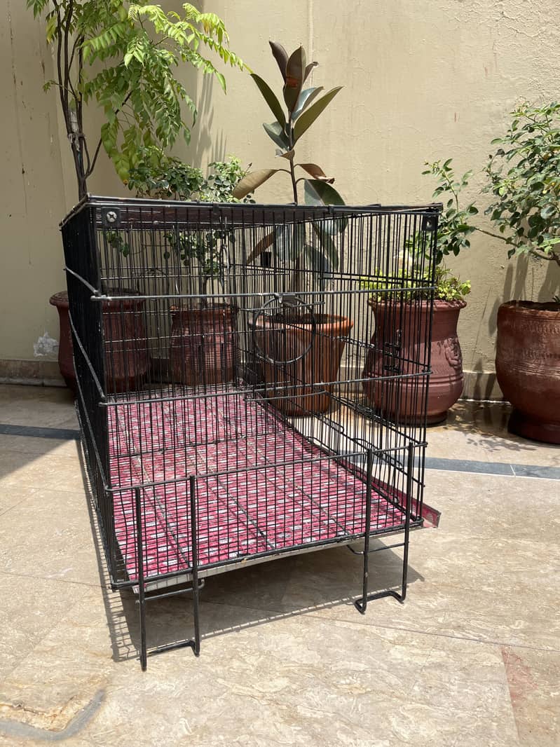 Bird Cages 5