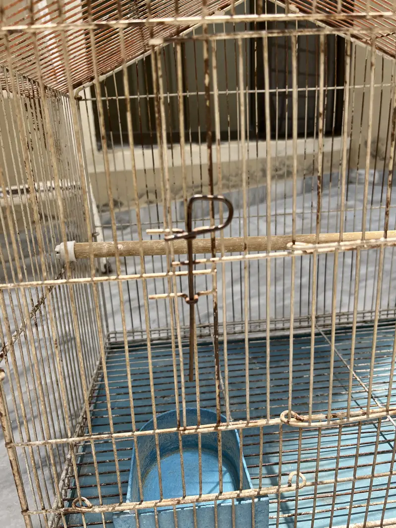 Bird Cages — photo 11