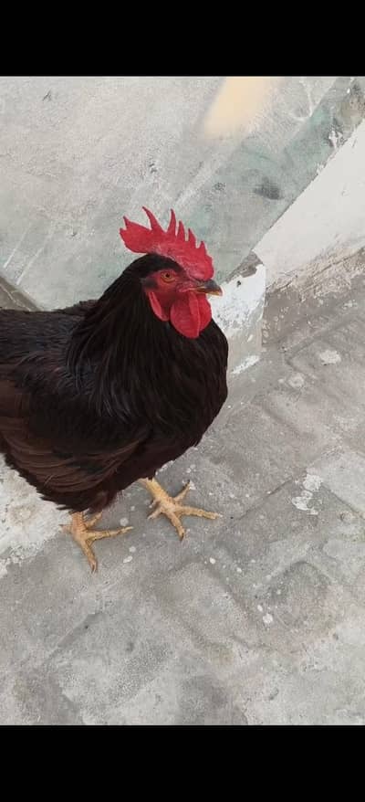 Rhode Island Red (RIR) Heritage-Male