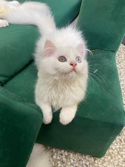 Adorable 5-Month-Old odd eyes Persian Kitten  Healthy & Playful