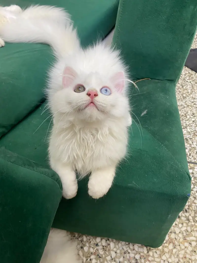 Adorable 5-Month-Old odd eyes Persian Kitten  Healthy & Playful — photo 2