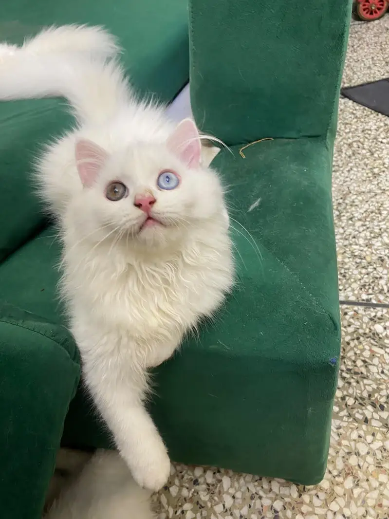 Adorable 5-Month-Old odd eyes Persian Kitten  Healthy & Playful — photo 3