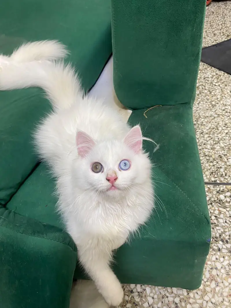 Adorable 5-Month-Old odd eyes Persian Kitten  Healthy & Playful — photo 4