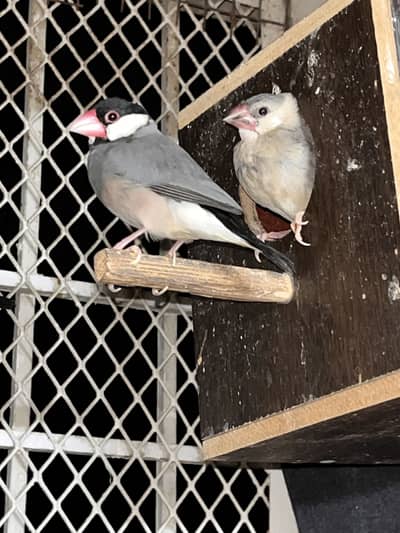 Adult Male Java