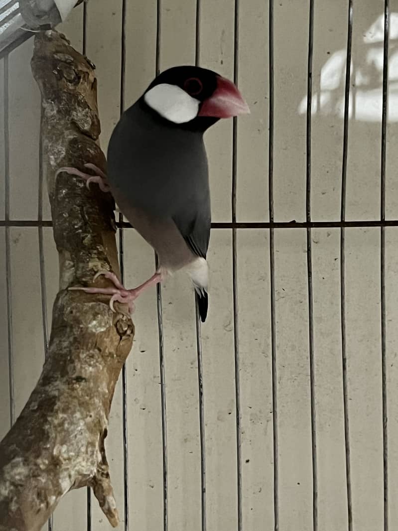 Adult Male Java and munias finches 1