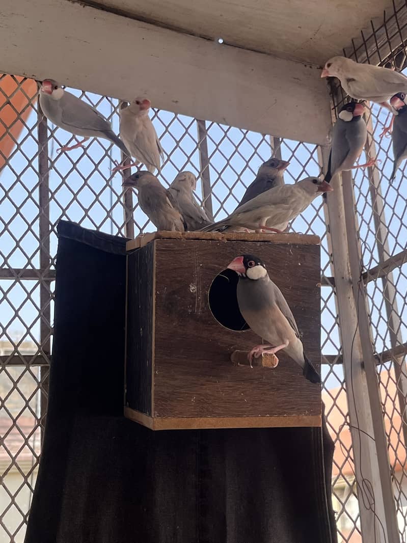 Adult Male Java and munias finches 2