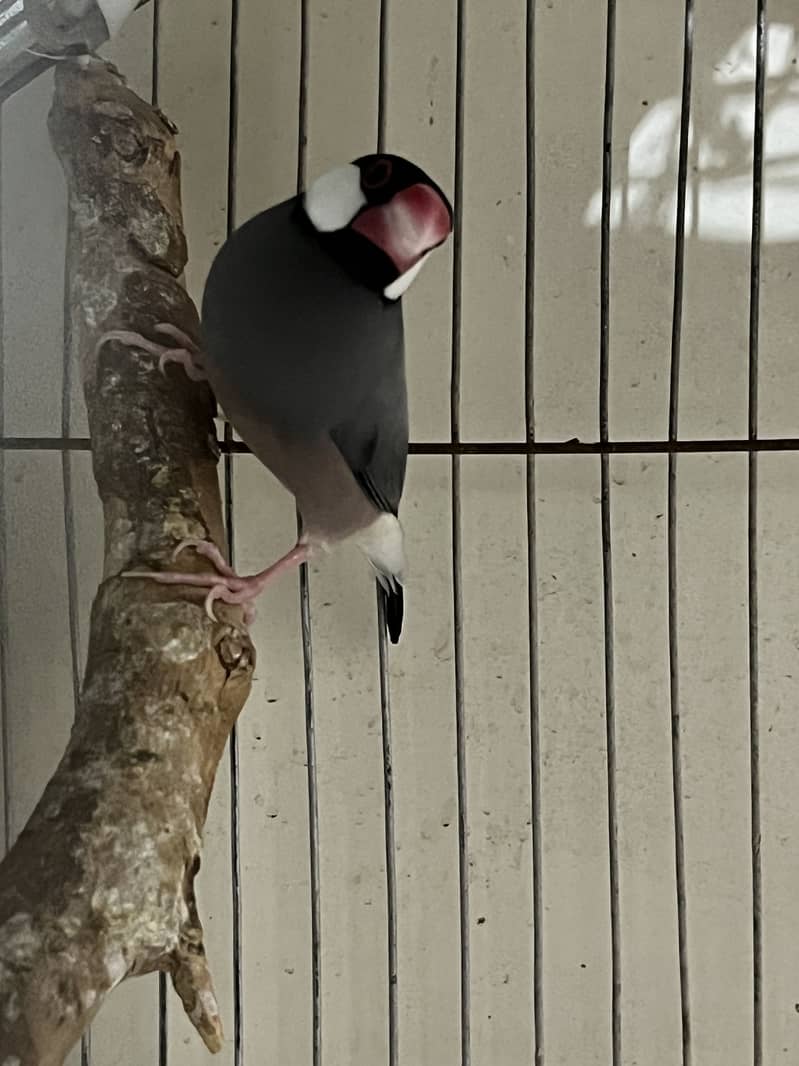 Adult Male Java and munias finches 3