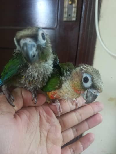 hand tammed conure parrots babe available