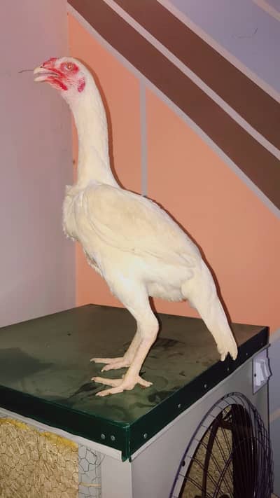 Shamoo Cross Heera Hen | Paperwhite Heera Hen