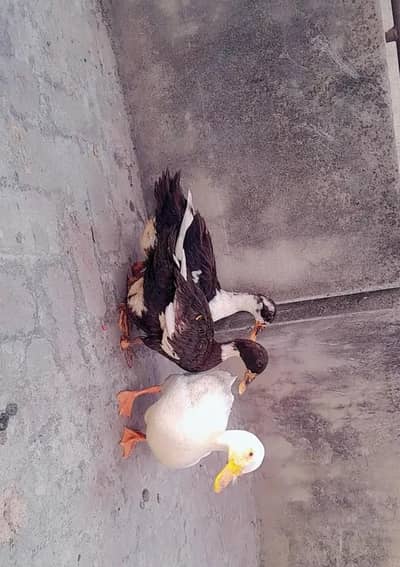 Ducks 2 pair 03284497907