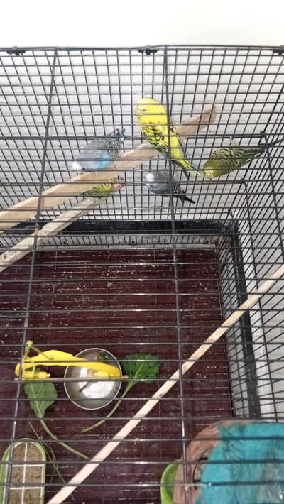 Australian parot 2 Male + 3 Female with Pinjra 03116463293