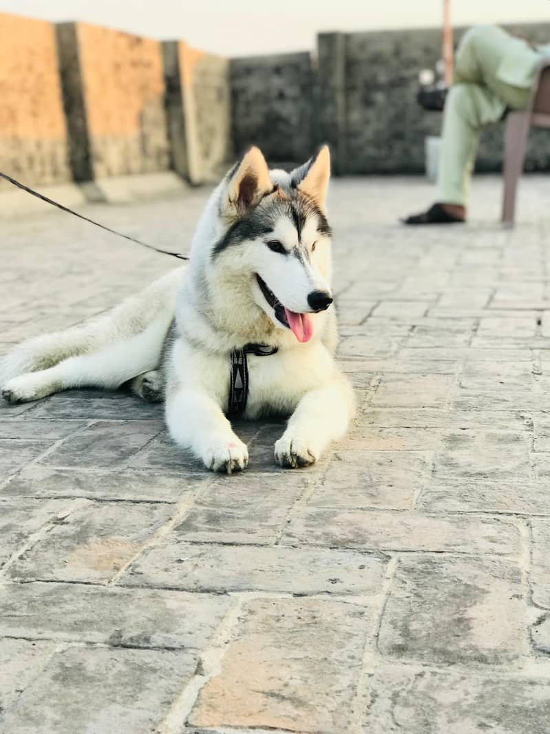 Husky white and black 0