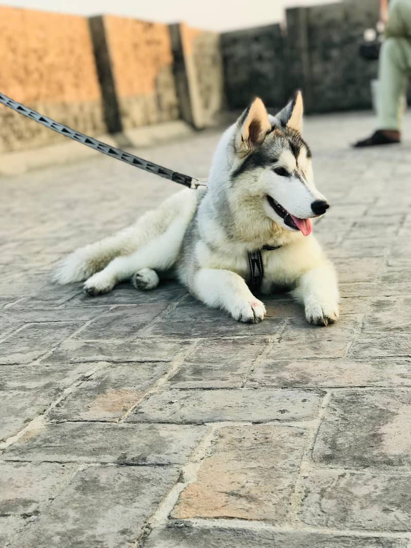 Husky white and black 1