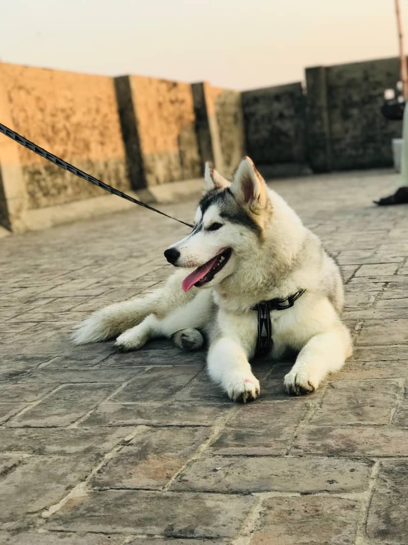 Husky white and black 2