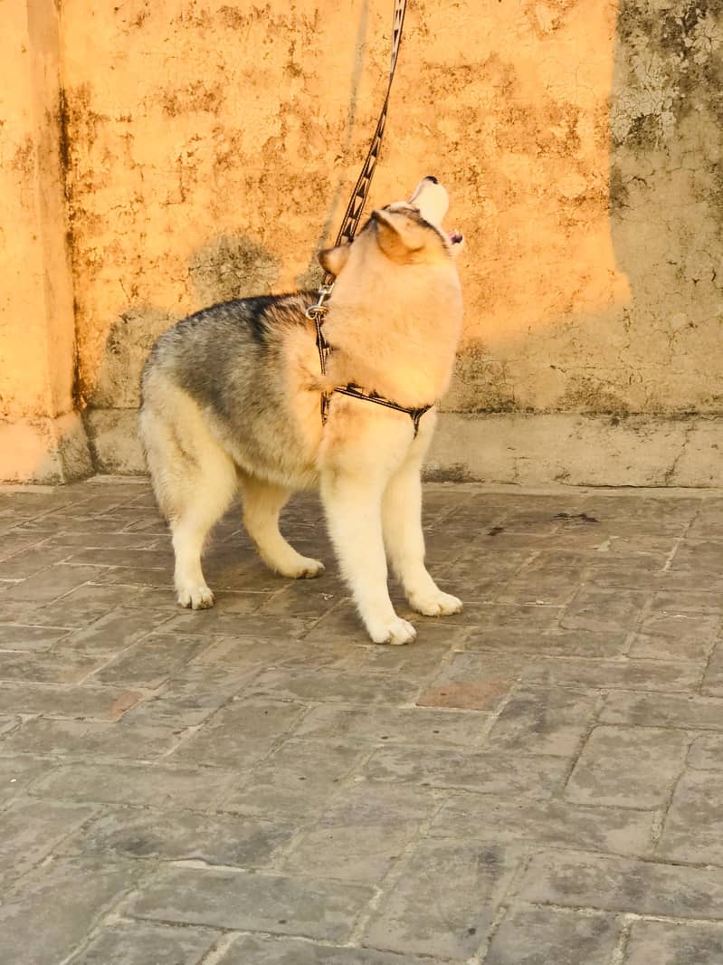 Husky white and black 3