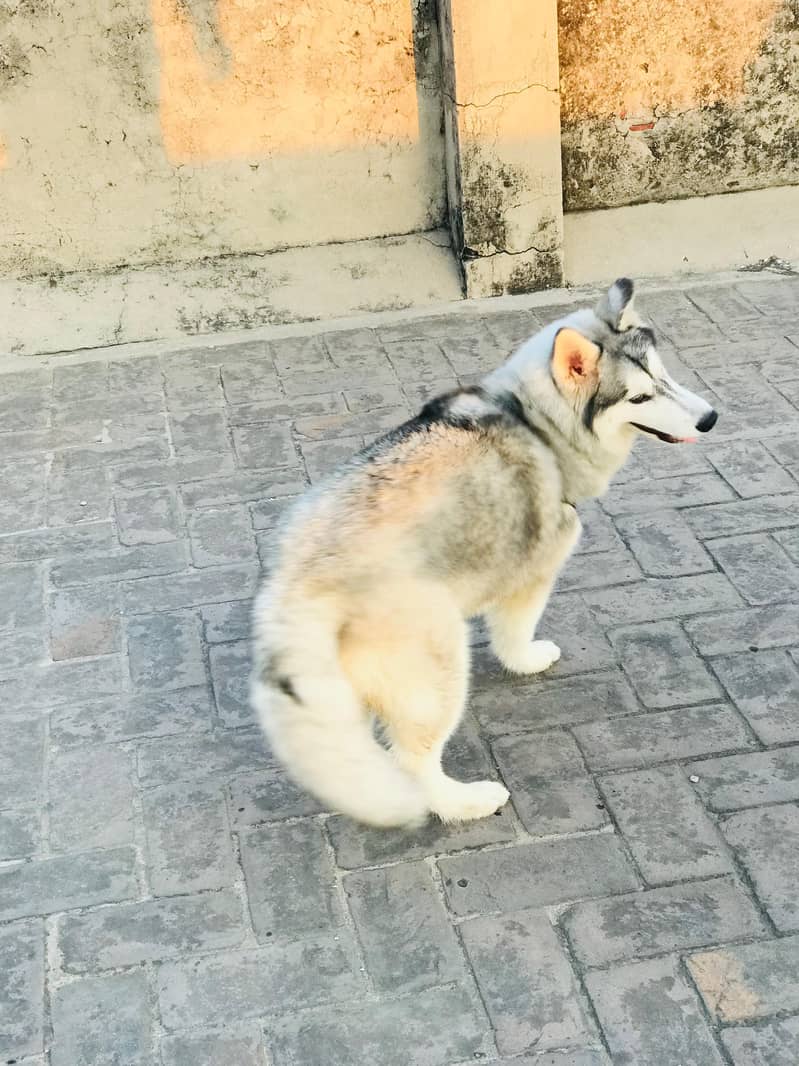 Husky white and black 4