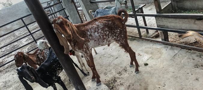 Tedi Barbari Makhi Cheena & mix breed for Sale