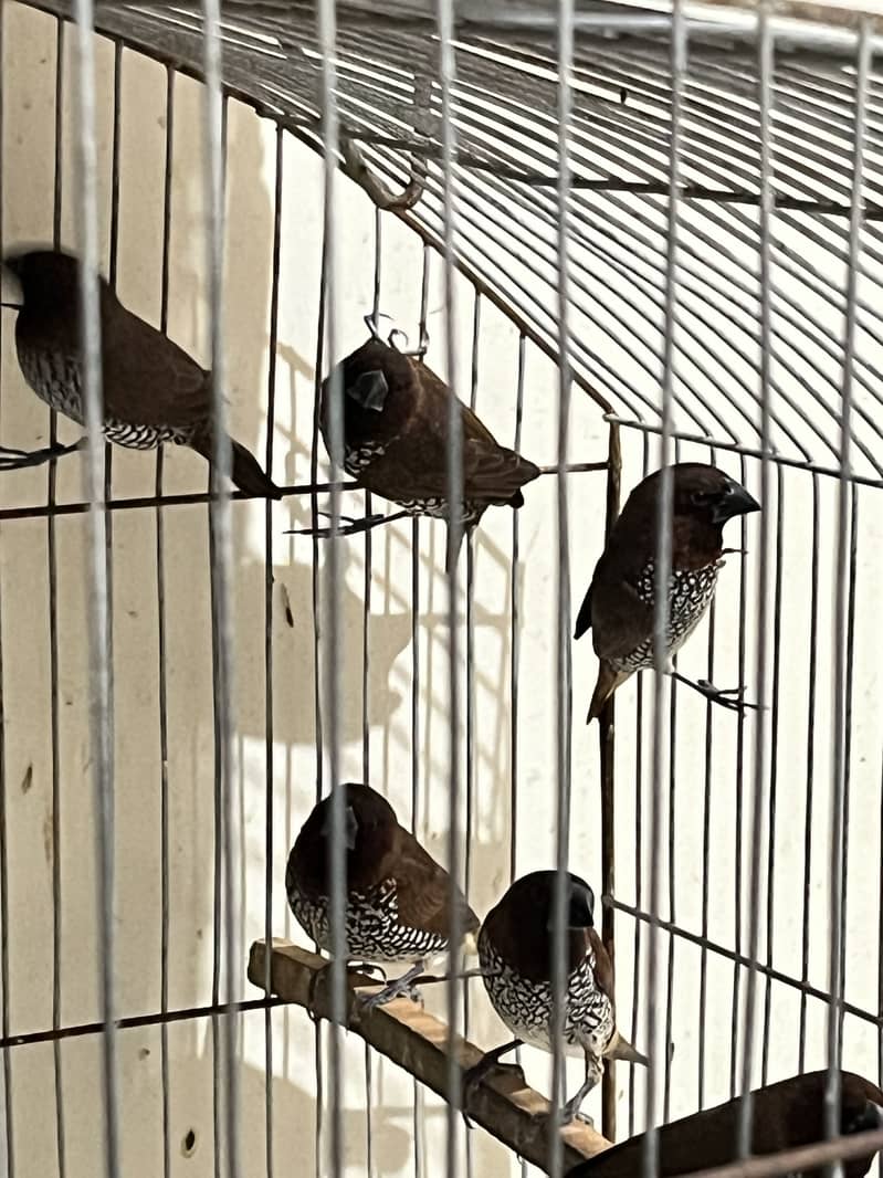 Adult Male Java and munias finches 4