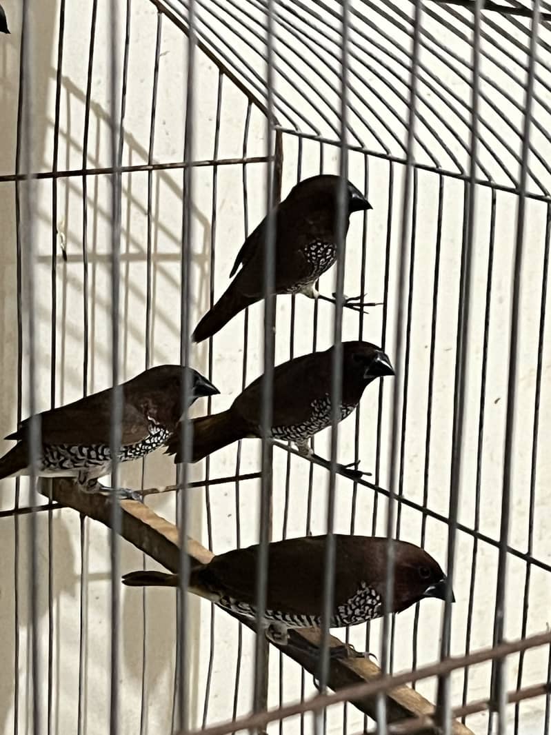 Adult Male Java and munias finches 5