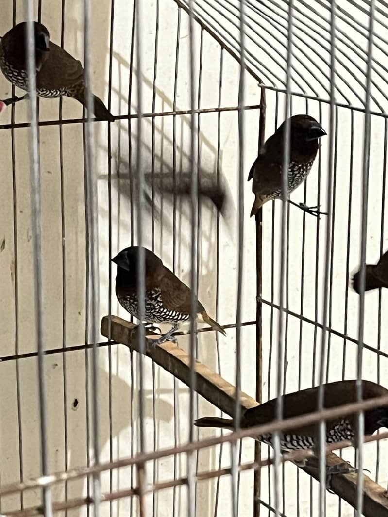 Adult Male Java and munias finches 6