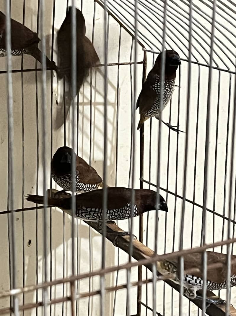 Adult Male Java and munias finches 7