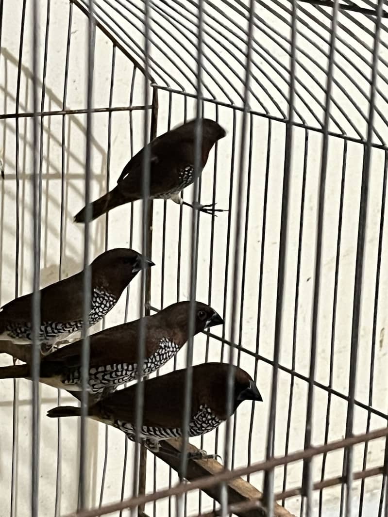 Adult Male Java and munias finches 8