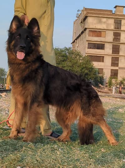 German shepherd female for sale