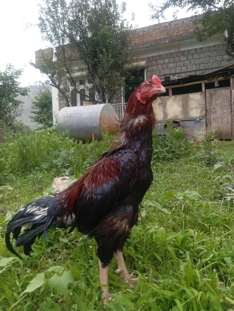 Aseel Mainwali 2