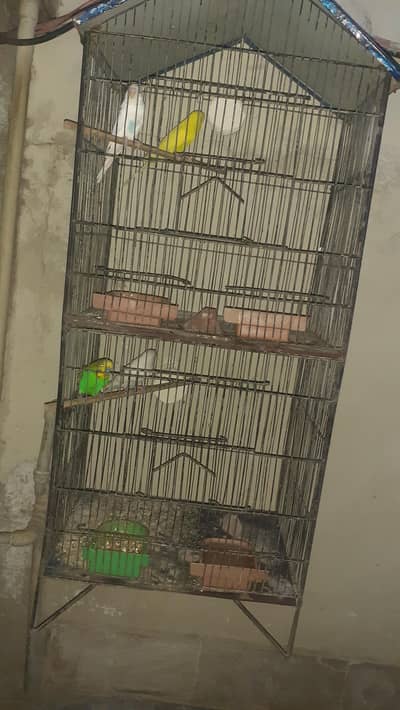 2 breeder pair with cage for sale