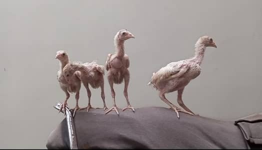 4 Aseel Chicks
