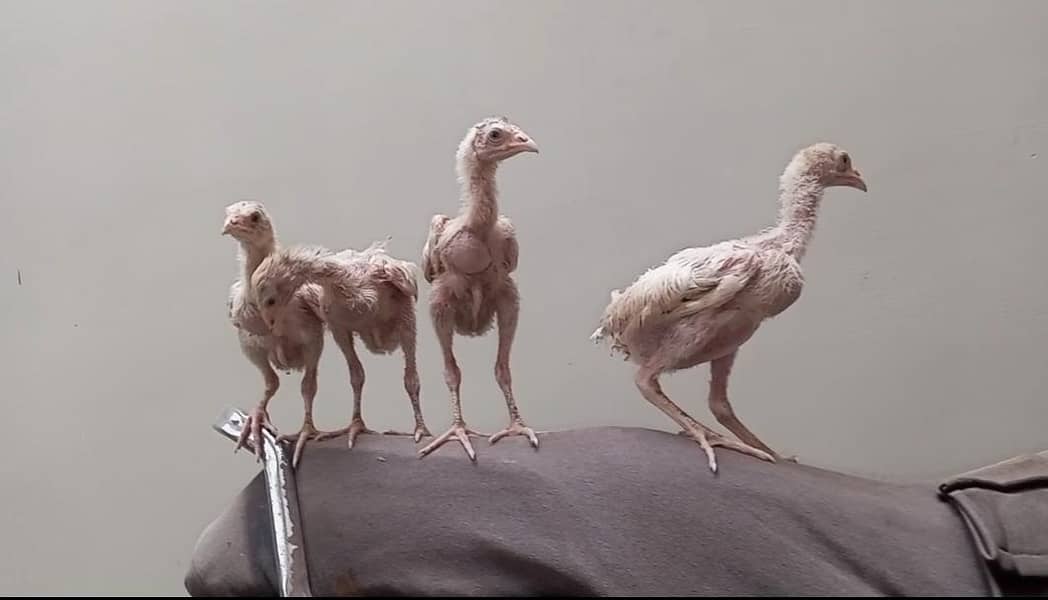 4 Aseel Chicks 0
