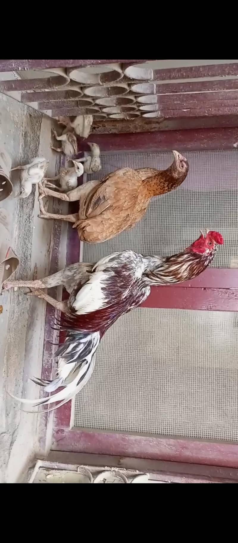 4 Aseel Chicks 1