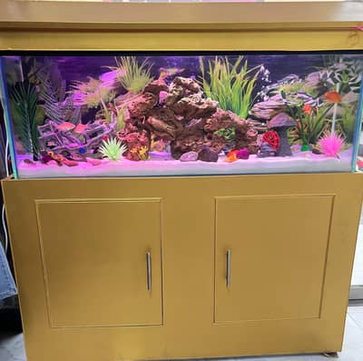fish aquarium with fish and accessories