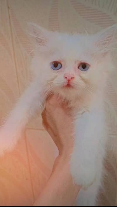 Persian