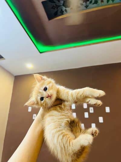 persion kittens ready for new home