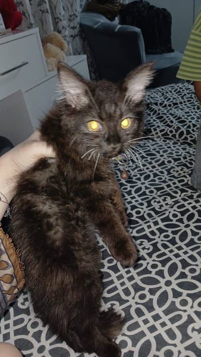 Kitten for sell
