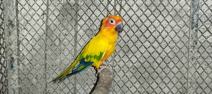 Cockatiels, Australian, Java & Sunconure
