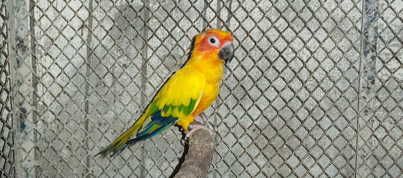 Cockatiels, Australian, Java & Sunconure 0