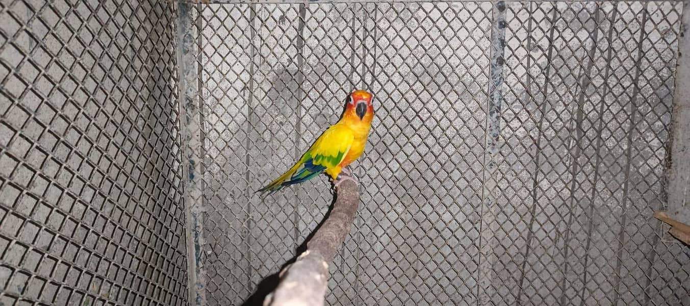 Cockatiels, Australian, Java & Sunconure 1