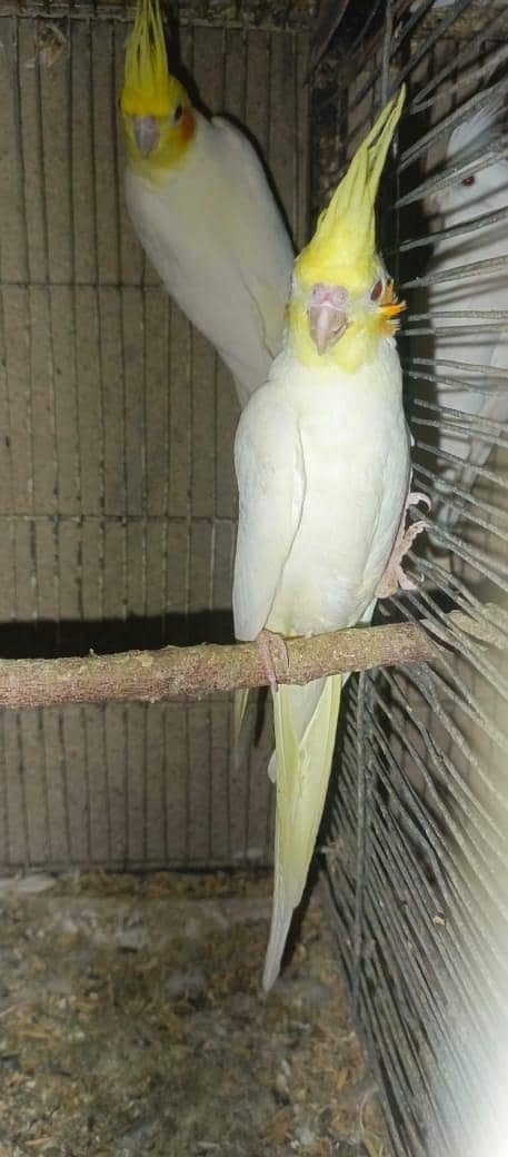 Cockatiels, Australian, Java & Sunconure 2