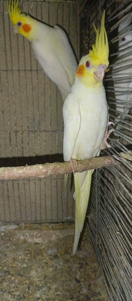 Cockatiels, Australian, Java & Sunconure 3