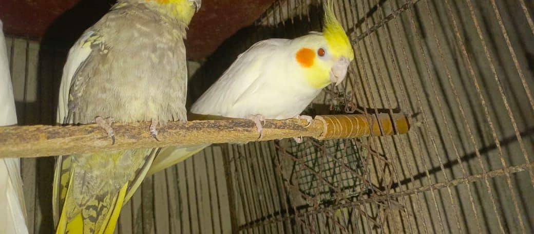 Cockatiels, Australian, Java & Sunconure 4