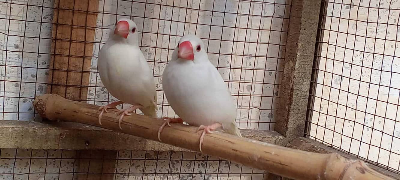 Cockatiels, Australian, Java & Sunconure 5