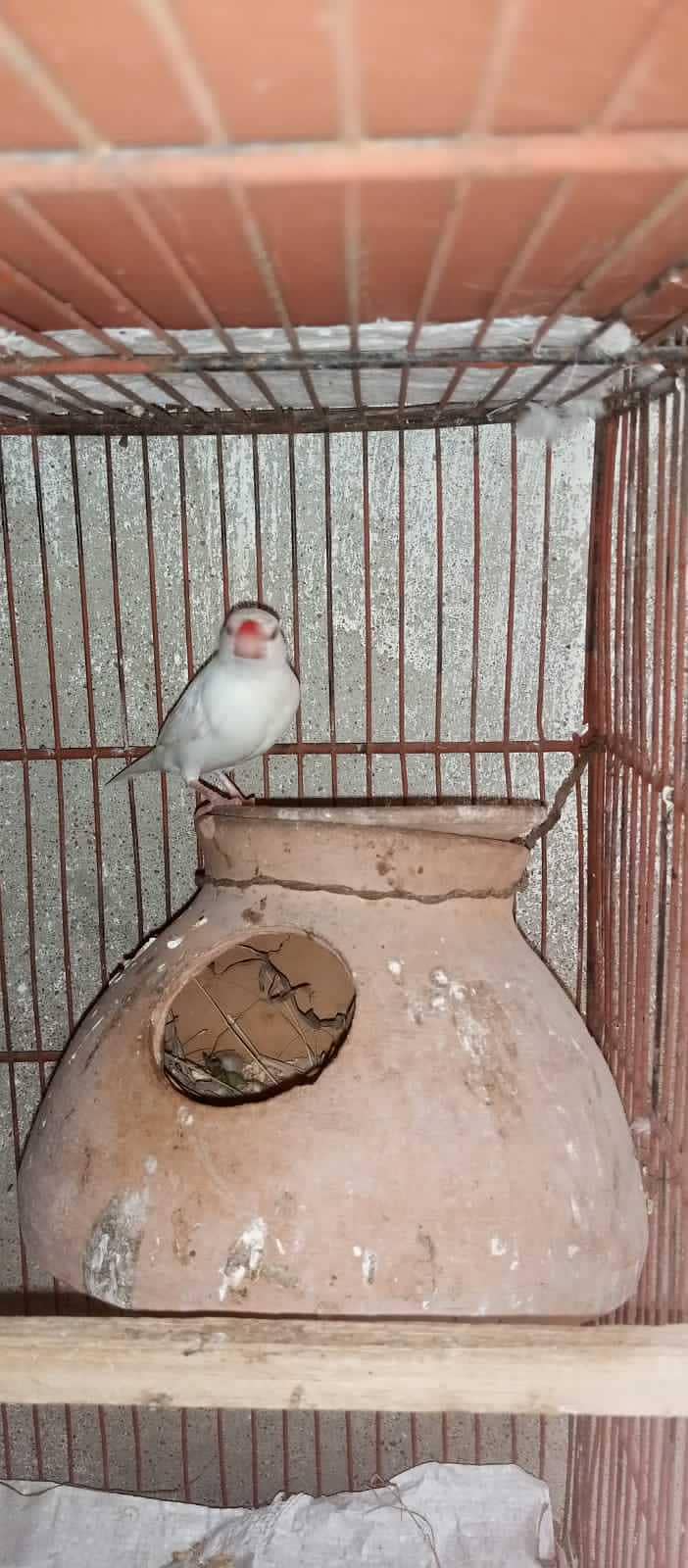 Cockatiels, Australian, Java & Sunconure 6