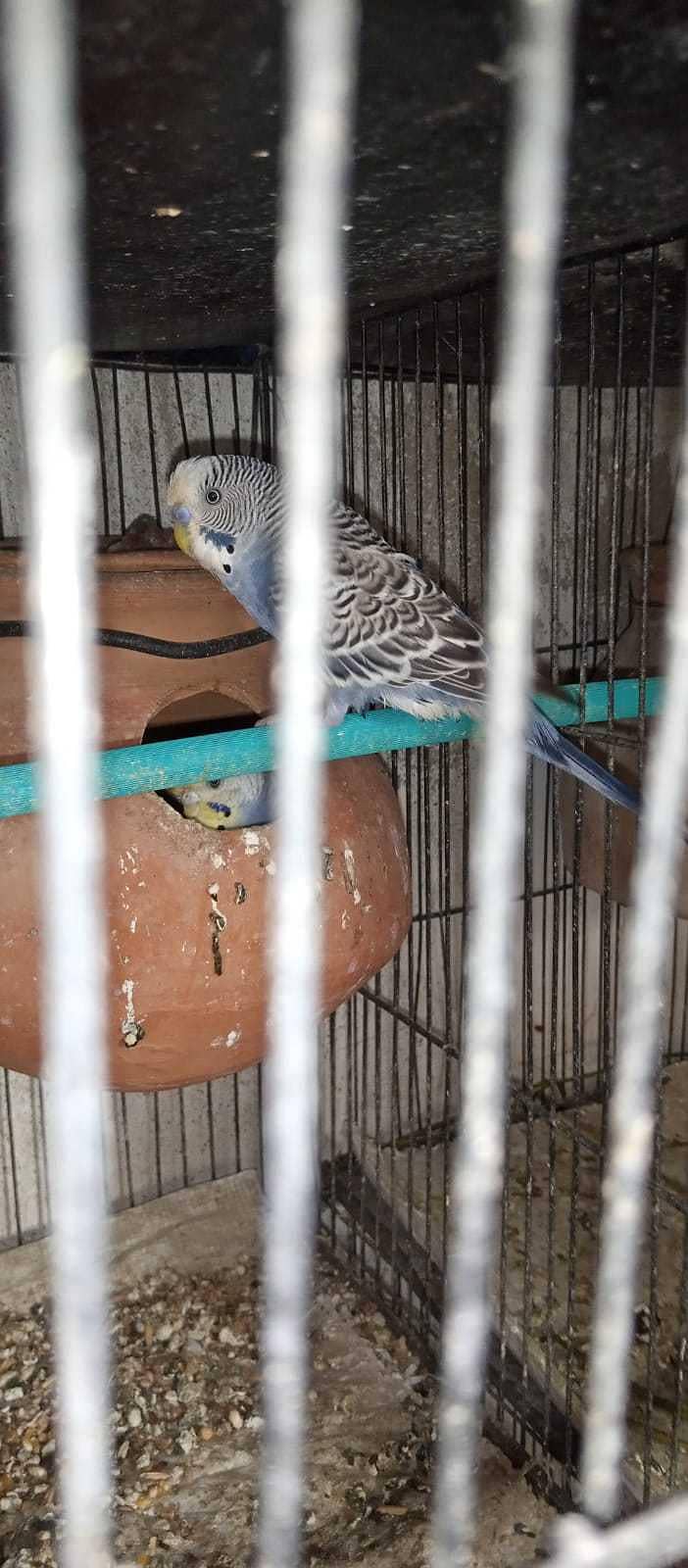Cockatiels, Australian, Java & Sunconure 7