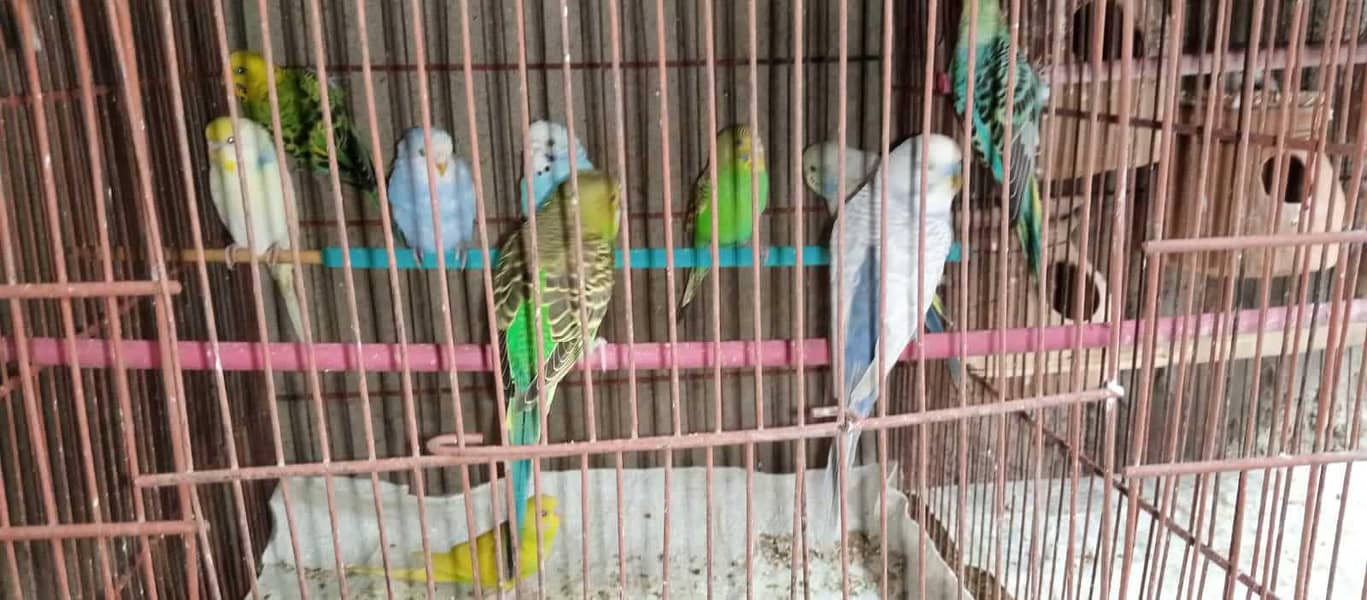 Cockatiels, Australian, Java & Sunconure 8