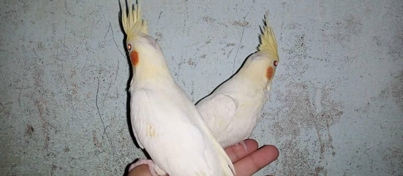 Cockatiels, Australian, Java & Sunconure 9