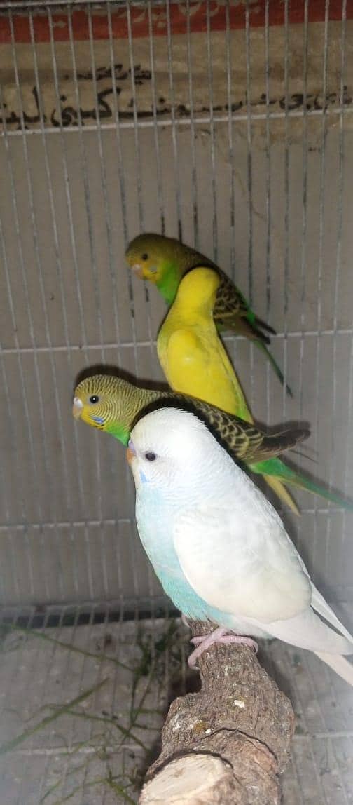 Cockatiels, Australian, Java & Sunconure 10