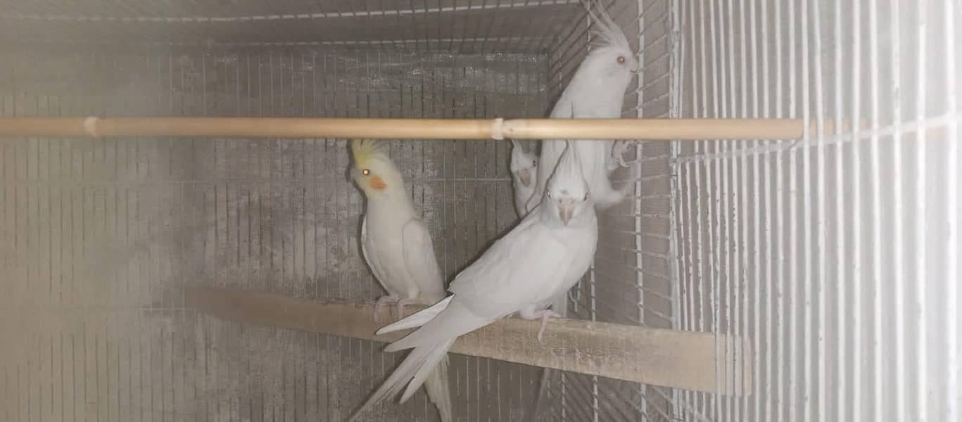 Cockatiels, Australian, Java & Sunconure 11