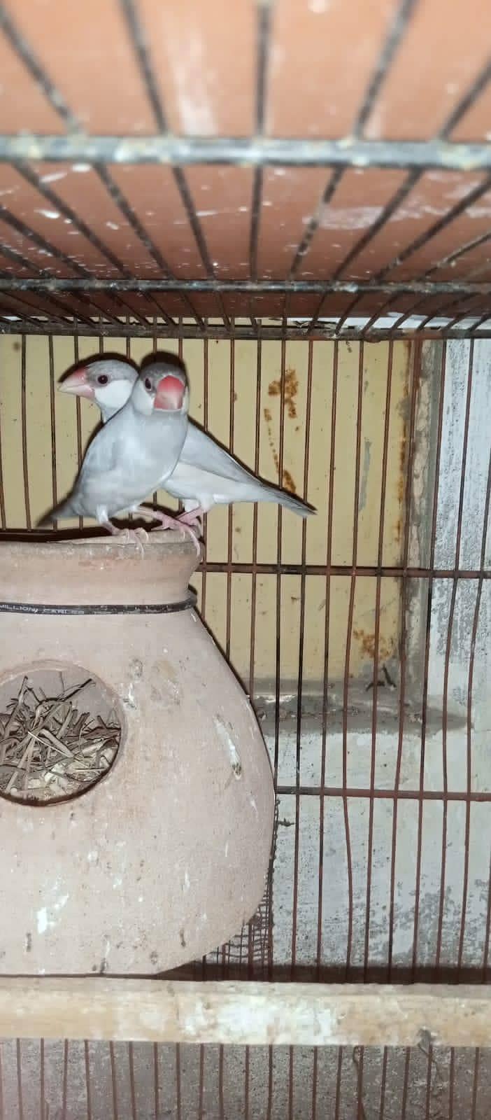 Cockatiels, Australian, Java & Sunconure 12